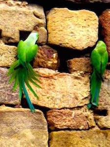 couple-of-parrots