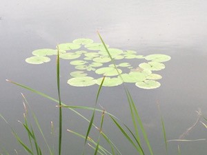 lily-pond